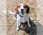 Small Beagle