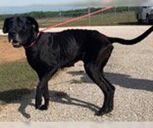 Freyja - Female Great Dane Dog for Adoption - Photo #2