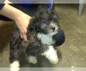Zuchon Puppy for sale in ELROY, WI, USA