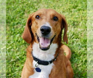 Mutt Dogs for adoption in Mount Pleasant, SC, USA