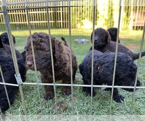 Karakachan-Poodle (Standard) Mix Puppy for sale in TEMPE, AZ, USA