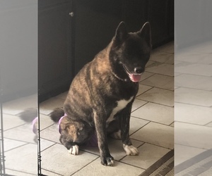 Mother of the Akita puppies born on 07/14/2019