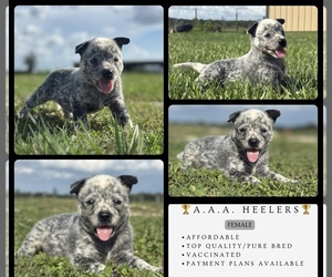 Australian Cattle Dog Puppy for sale in ZOLFO SPRINGS, FL, USA