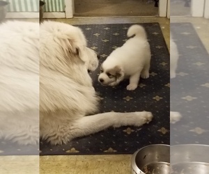 Great Pyrenees Puppy for sale in PALM BAY, FL, USA