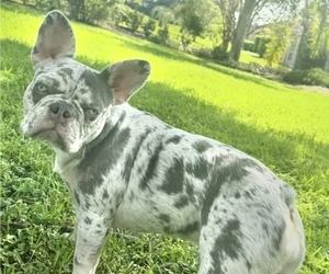Mother of the French Bulldog puppies born on 03/05/2026
