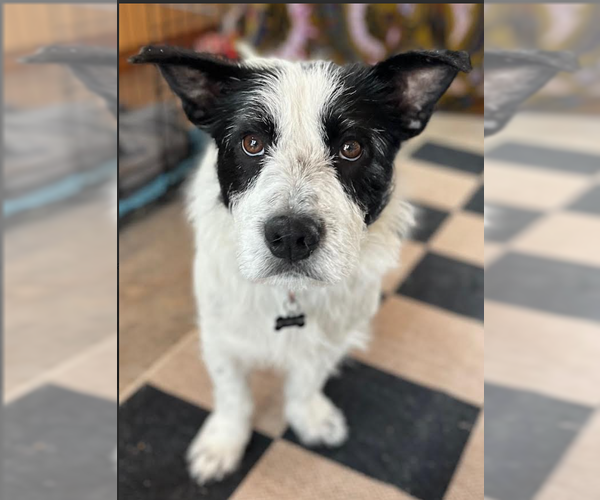 Medium Photo #2 Mutt Puppy For Sale in Cranston, RI, USA