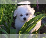 Small #1 Bichon Frise