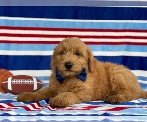 Goldendoodle Puppy for sale in LANCASTER, PA, USA