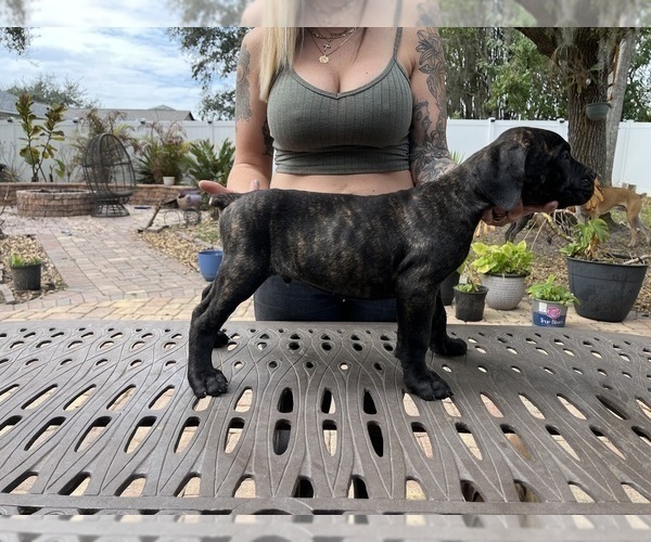 Medium Photo #38 Cane Corso Puppy For Sale in LAND O LAKES, FL, USA