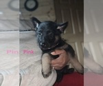 Small Photo #3 German Shepherd Dog Puppy For Sale in SUMPTER TWP, MI, USA