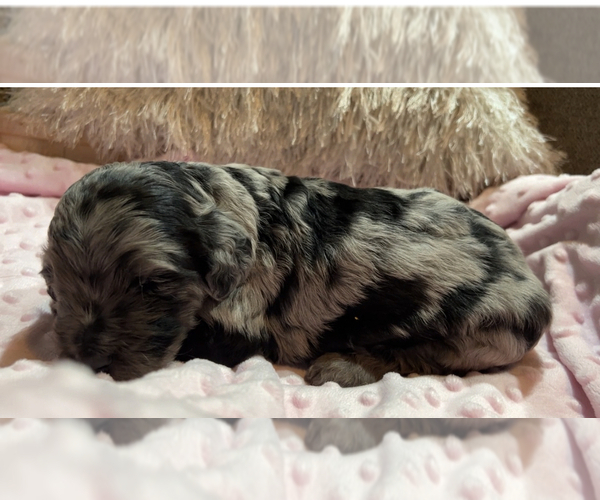 Medium Photo #1 Bernedoodle Puppy For Sale in CONWAY, AR, USA