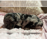 Small Photo #1 Bernedoodle Puppy For Sale in CONWAY, AR, USA