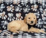 Small Photo #5 Goldendoodle Puppy For Sale in NEW PROVIDENCE, PA, USA