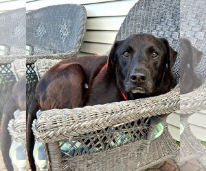 Labrador Retriever-Unknown Mix Dogs for adoption in Germantown, OH, USA