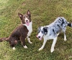 Small Photo #1 Border Collie Puppy For Sale in ESSEX, IA, USA