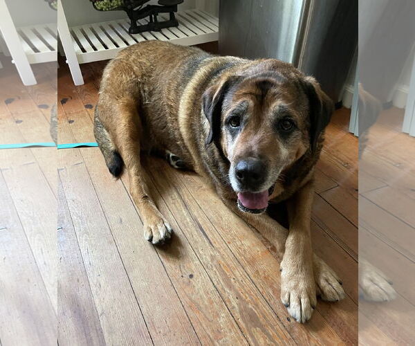 Medium Photo #20 Mutt Puppy For Sale in Mount Laurel, NJ, USA