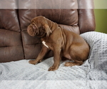 Small Photo #5 Olde English Bulldogge Puppy For Sale in MURRAY, KY, USA