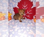 Puppy Foxy Poodle (Toy)-Yorkshire Terrier Mix