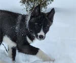 Small Photo #11 Siberian Husky Puppy For Sale in FORT PLAIN, NY, USA