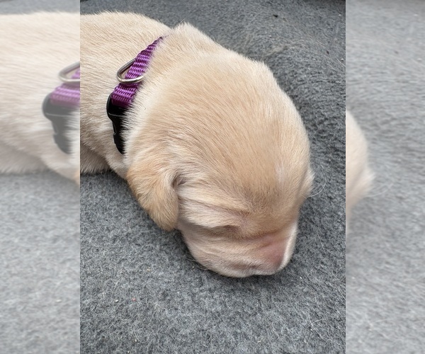 Medium Photo #1 Golden Labrador Puppy For Sale in DECATUR, IN, USA