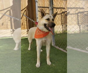 German Shepherd Dog-Unknown Mix Dogs for adoption in Winston Salem, NC, USA