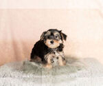 Small Photo #6 Morkie Puppy For Sale in NAPPANEE, IN, USA