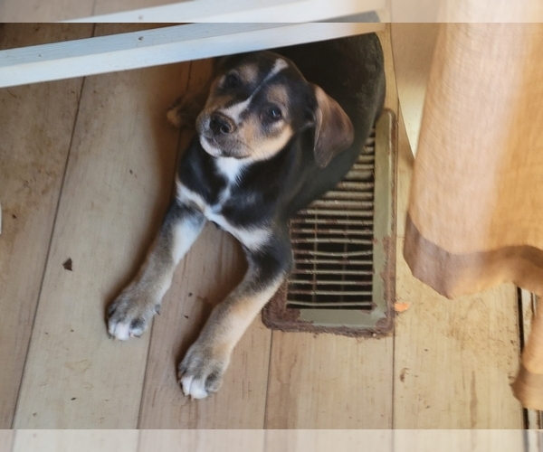 Medium Photo #3 Shepradors Puppy For Sale in MORGANTON, NC, USA