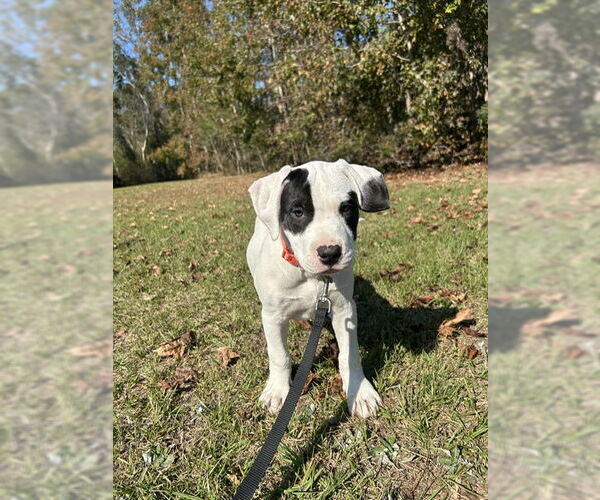 Medium Photo #1 Labrador Retriever-Unknown Mix Puppy For Sale in Tarrytown, GA, USA