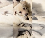 Puppy Yellow German Shepherd Dog