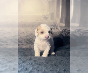 Poodle (Toy) Puppy for sale in BRONX, NY, USA