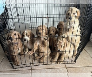 Goldendoodle Puppy for sale in SCOTTSDALE, AZ, USA