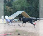Small #4 German Shepherd Dog
