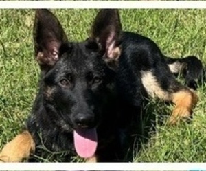 German Shepherd Dog Puppy for Sale in COCOA, Florida USA