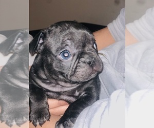 French Bulldog Puppy for sale in LAS VEGAS, NV, USA