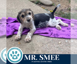 Small #1 Beagle Mix