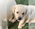 Small Photo #6 Labrador Retriever Puppy For Sale in ROMOLAND, CA, USA