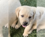 Small #5 Labrador Retriever