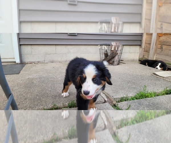 Medium Photo #10 Bernese Mountain Dog Puppy For Sale in LANSING, MI, USA