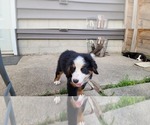 Small #9 Bernese Mountain Dog