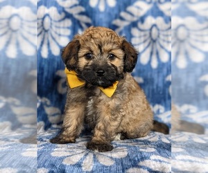 Bichpoo-Poodle (Miniature) Mix Puppy for sale in NOTTINGHAM, PA, USA