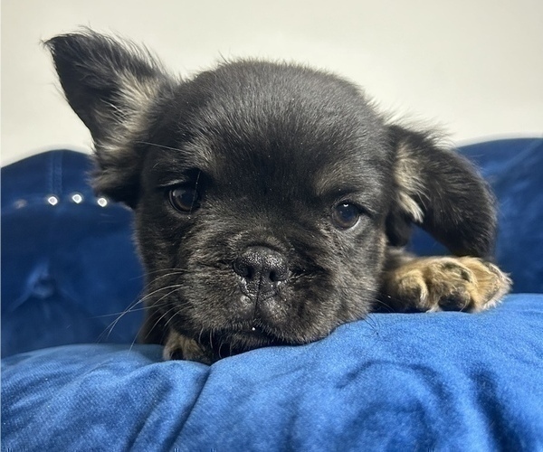 Medium Photo #6 French Bulldog Puppy For Sale in DALLAS, TX, USA