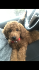 Goldendoodle Puppy for sale in WILBRAHAM, MA, USA