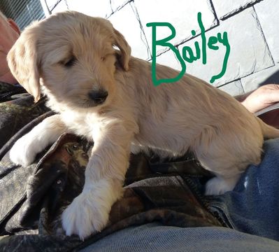Medium Photo #8 Goldendoodle Puppy For Sale in BOLIVAR, MO, USA