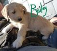 Small Photo #8 Goldendoodle Puppy For Sale in BOLIVAR, MO, USA