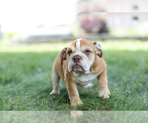 Medium Photo #4 Bulldog Puppy For Sale in WARSAW, IN, USA