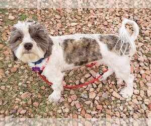 Poovanese Dogs for adoption in Phoenix, AZ, USA