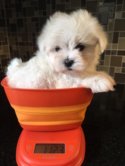 Maltese Puppy for sale in EAST EARL, PA, USA