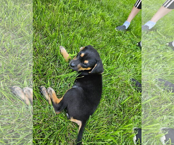 Medium Photo #5 Doberman Pinscher-Unknown Mix Puppy For Sale in Minneaoplis, MN, USA