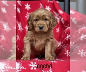 Golden Irish Puppy for Sale in SHEDD, Oregon USA