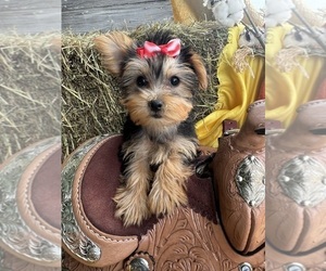 Yorkshire Terrier Puppy for sale in LANCASTER, MO, USA